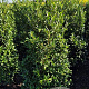 Prunus l. Sofia 100-120 cm met kluit