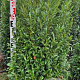 Prunus l. Sofia 100-120 cm met kluit extra
