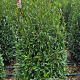 Prunus l. Sofia 100-120 cm met kluit extra