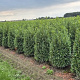 Prunus l. Sofia 125-150 cm met kluit extra