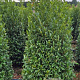 Prunus l. Sofia 125-150 cm met kluit extra
