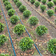 Prunus l. Sofia 25 cm met kluit bol