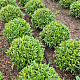 Prunus l. Sofia 30-35 cm met kluit bol