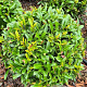 Prunus l. Sofia 30-35 cm met kluit bol