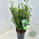 Prunus l. Sofia 40-50 cm 6,5L