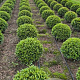 Prunus l. Sofia 45-50 cm met kluit bol