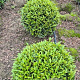Prunus l. Sofia 45-50 cm met kluit bol