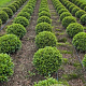 Prunus l. Sofia 45-50 cm met kluit bol