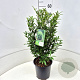 Prunus l. Sofia 50-60 cm 6,5L
