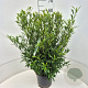 Prunus l. Sofia 50-60 cm 6,5L