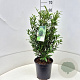 Prunus l. Sofia 50-60 cm 6,5L
