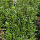 Prunus l. Sofia 50-60 cm met kluit
