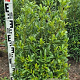 Prunus l. Sofia 80-100 cm met kluit
