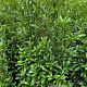 Prunus l. Sofia 80-100 cm met kluit