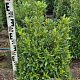 Prunus l. Sofia 80-100 cm met kluit