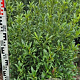 Prunus l. Sofia 80-100 cm met kluit extra