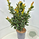 Prunus l. Titan 60-80 cm 10L