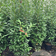 Prunus l. Genolia 175-200 cm 15L
