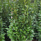 Prunus l. Genolia 200-225 cm met kluit extra