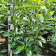 Prunus l. Genolia 80-90 cm met kluit