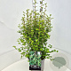 Ribes alpinum 'Schmidt' 50-60 cm 20L