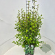 Ribes alpinum 'Schmidt' 50-60 cm 20L