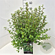 Ribes alpinum 'Schmidt' 50-60 cm 20L