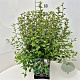 Ribes alpinum 'Schmidt' 50-60 cm 20L