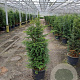 Taxus baccata 100-120 cm 20L