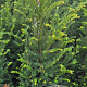 Taxus baccata 100-125 cm met kluit extra