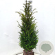 Taxus baccata 100-125 cm met kluit extra