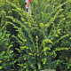Taxus baccata 100-125 cm met kluit extra