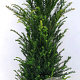 Taxus baccata 100-125 cm met kluit extra