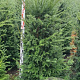 Taxus baccata 125-150 cm met kluit verplant