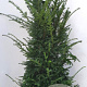 Taxus baccata 140-160 cm met kluit verplant