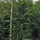 Taxus baccata 150-175 cm met kluit verplant