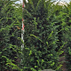 Taxus baccata 150-175 cm met kluit verplant