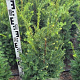 Taxus b. Best Hedge 60-80 cm met kluit