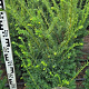 Taxus b. Best Hedge 60-80 cm met kluit