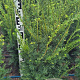 Taxus b. Best Hedge 80-100 cm met kluit