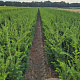 Taxus b. Best Hedge 80-100 cm met kluit