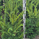 Taxus b. Best Hedge 80-100 cm met kluit