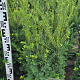 Taxus b. Best Hedge 80-100 cm met kluit