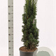 Taxus b. 'Fastigiata Robusta' 60-80 cm met kluit