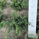 Taxus b. 'Repandens' 30-40 cm met kluit