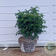 Taxus b. 'Repandens' 40-50 cm met kluit