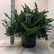 Taxus b. 'Repandens' 40-50 cm met kluit