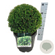 Taxus media 'Groenland' 35 cm 10L bol