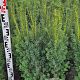 Taxus media 'Hicksii' 120 cm met kluit