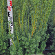 Taxus media 'Hicksii' 120 cm met kluit